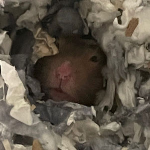 Meet your Posher, Alyssa